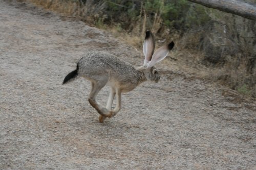 08 jackrabbit.JPG