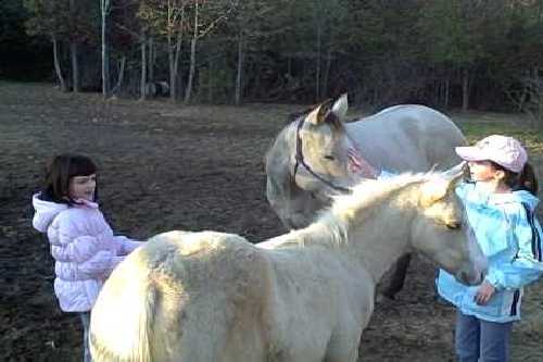 36 the girls with Sunshine the foal.jpg