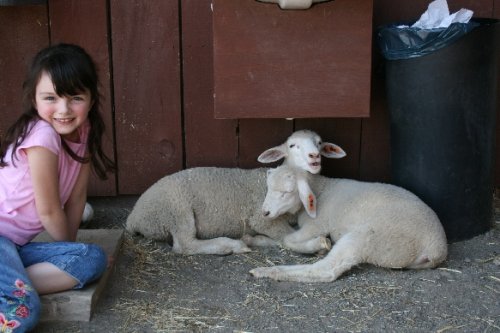 07 Sam with lambs.JPG