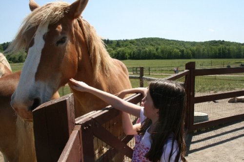 09 belgian horses.JPG