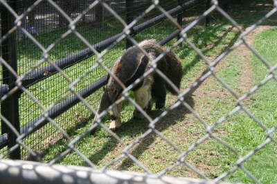 03_anteater1.jpg