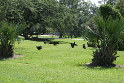 15_birds_on_Avery_Island1.jpg