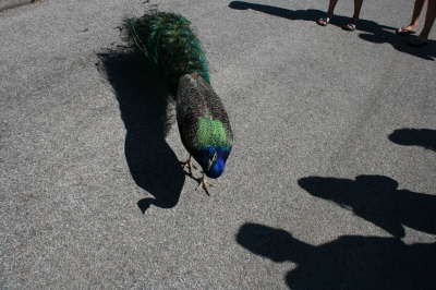 17_peacock_31.jpg