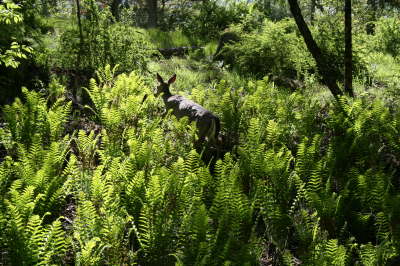 13_deer_in_fern_dell1.jpg