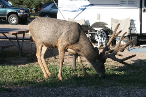 01 mule deer in campground.JPG