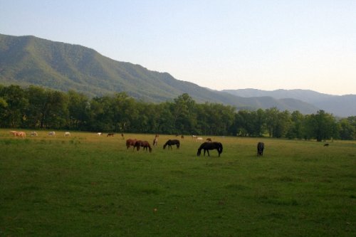 07 horses grazing.JPG