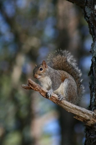 02 squirrel in tree.JPG