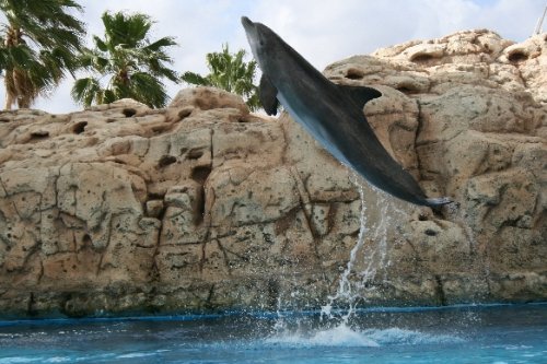 11 dolphin show best pic.JPG