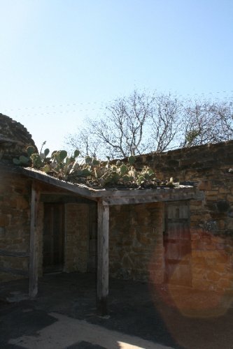 10 cactus on roof.JPG