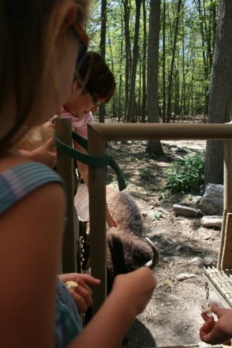 07 grandma pets the bison.JPG