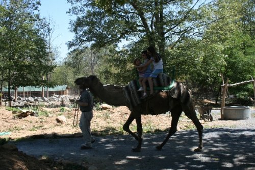 10 camel ride.JPG